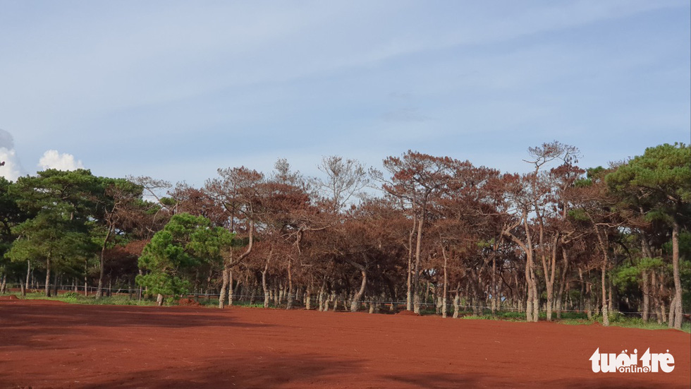 Thông cổ thụ tại đồi cỏ hồng Đak Đoa chết hàng loạt